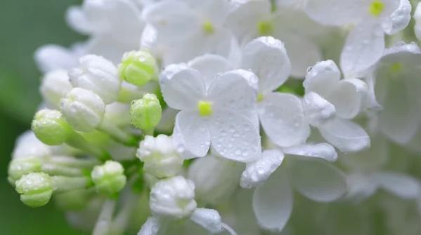 一种生肖一种花 你的生肖是什么花？