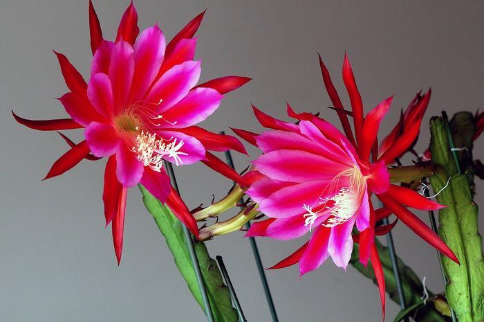 令箭荷花是什么样的花？有人种植过吗？