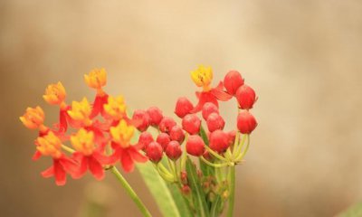 ​in broad daylight是什么意思?可不是“在广阔的日光里”!