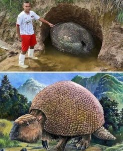 ​雕齿兽的遗骸在南美洲各地被发现……