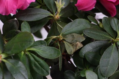 ​如何养好杜鹃花