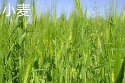 ​小麦和大麦的区别