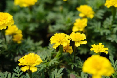 ​孔雀草花语、别名和养殖方法