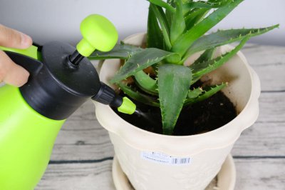 ​芦荟的功效和作用，芦荟怎么吃