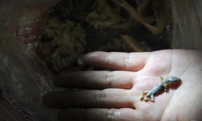 ​家里出现了壁虎，是什么征兆呢？会不会有什么不吉利千万注意