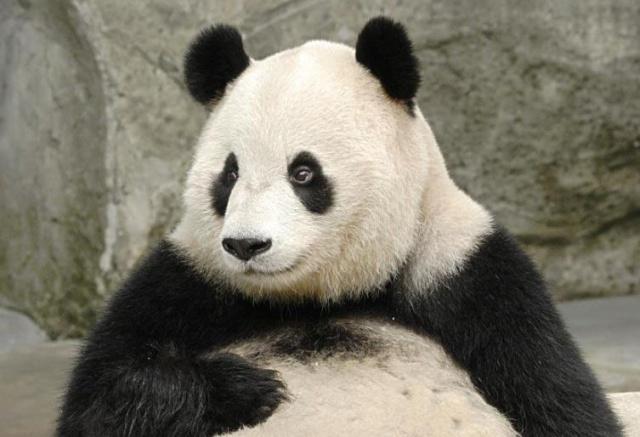 国宝熊猫没有天敌，为何会成为濒危动物的？原来有这些原因