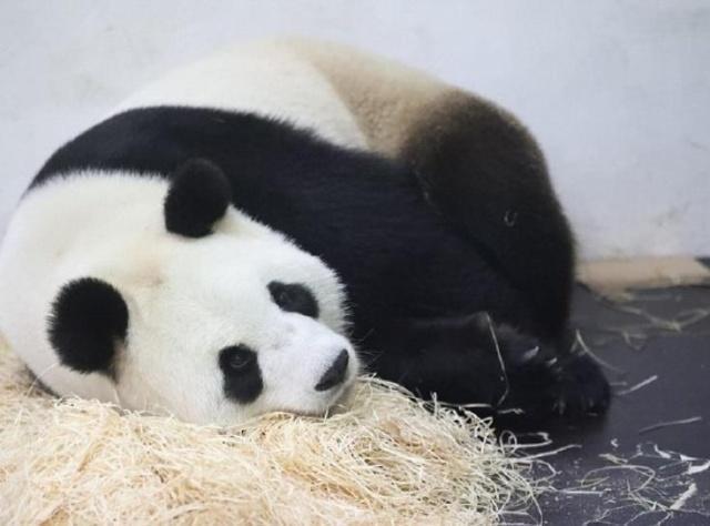 国宝熊猫没有天敌，为何会成为濒危动物的？原来有这些原因