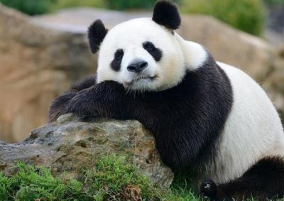 ​国宝熊猫没有天敌，为何会成为濒危动物的？原来有这些原因