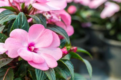 ​凤仙花夏季如何养护？