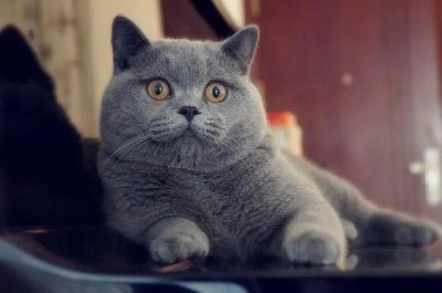 ​猫咪小科普：都是蓝猫，俄罗斯蓝猫和英短蓝猫到底有啥区别？
