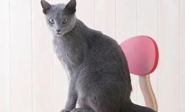 猫咪小科普：都是蓝猫，俄罗斯蓝猫和英短蓝猫到底有啥区别？