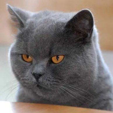 猫咪小科普：都是蓝猫，俄罗斯蓝猫和英短蓝猫到底有啥区别？