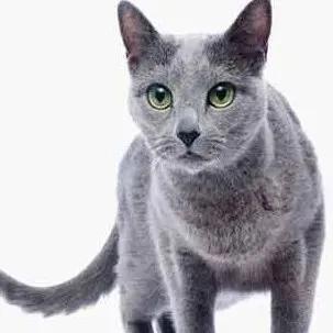 猫咪小科普：都是蓝猫，俄罗斯蓝猫和英短蓝猫到底有啥区别？