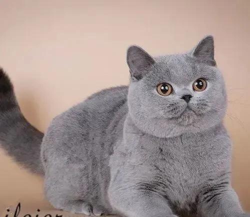 猫咪小科普：都是蓝猫，俄罗斯蓝猫和英短蓝猫到底有啥区别？