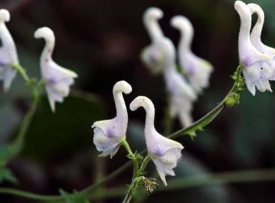 一种“情人花”养一盆，花朵似天鹅、花开就“成双”，赏花不间断
