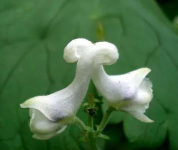 ​一种“情人花”养一盆，花朵似天鹅、花开就“成双”，赏花不间断
