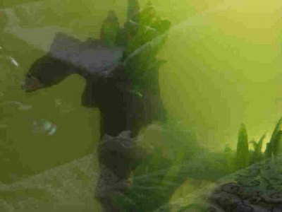 ​教你一个解决鱼缸里的水变绿的办法，学学吧