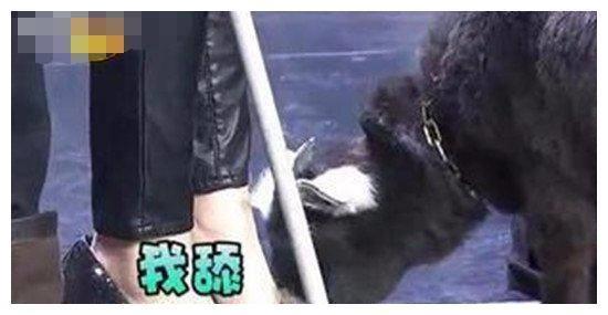“杨幂脚臭”的传闻原来是这么来的，小编带你深扒，快来看看吧
