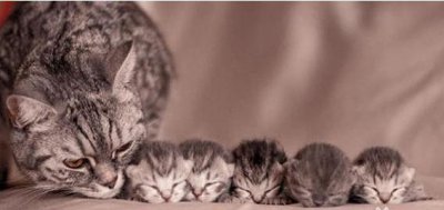 ​究竟是主人亲自养小猫咪好，还是由猫妈妈养小猫更好呢？来看看