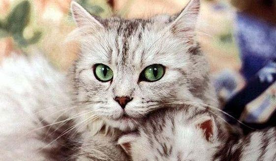 究竟是主人亲自养小猫咪好，还是由猫妈妈养小猫更好呢？来看看