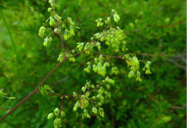 荒野维生野菜系列——猫爪菜