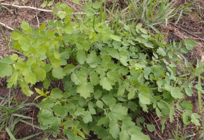 ​荒野维生野菜系列——猫爪菜