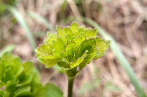 荒野维生野菜系列——猫爪菜