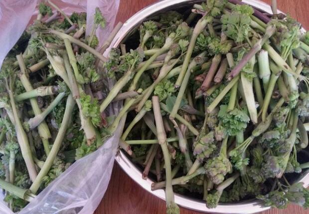 荒野维生野菜系列——猫爪菜