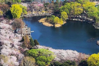 ​北京有一樱花公园，美景不输于武汉樱花林，形成了靓丽的风景线