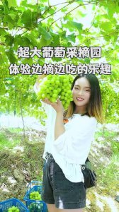 ​超大的宝藏葡萄采摘园，六种葡萄可摘，还不要门票哦。