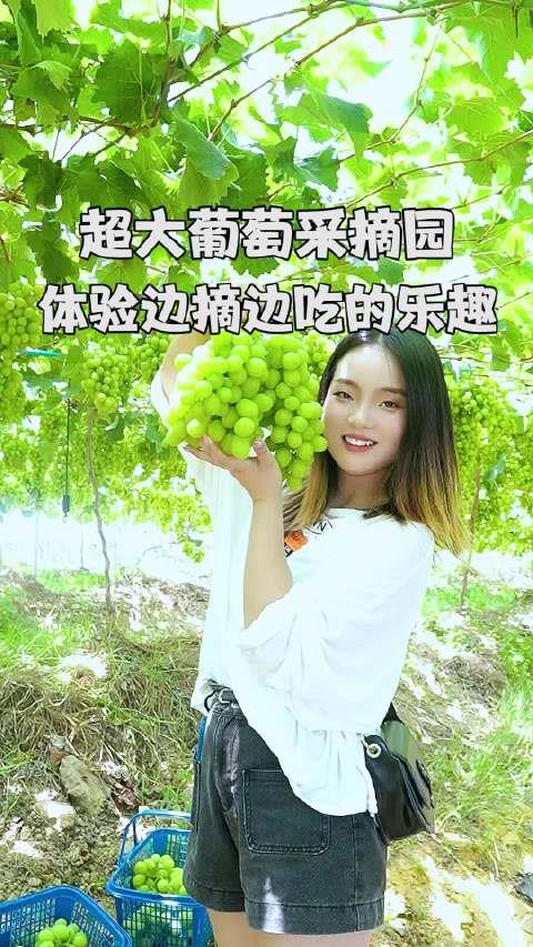 超大的宝藏葡萄采摘园，六种葡萄可摘，还不要门票哦。