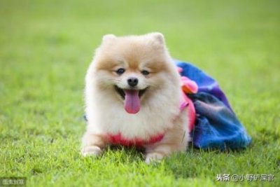 ​红鼻剪刀鱼群游效果？红鼻剪刀鱼是哪层鱼