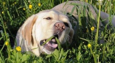 ​犬副流感病死亡率高吗？犬副流感病死亡率高吗？能活多长时间
