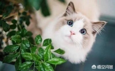 ​狗咬了个红印子有事吗？狗抓了一下皮肤凸起小包