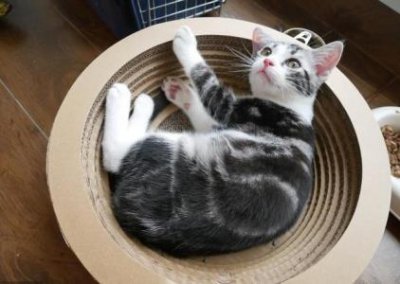 ​4步教你制作猫喜欢的牛肉鸡腿套餐，调整猫饮食从动手做猫饭开始