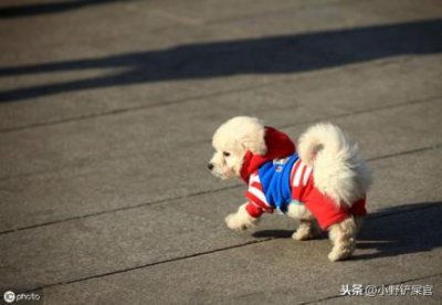 ​罗威纳优缺点及适合人群罗威纳缺点