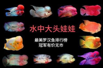 ​水中“大头娃娃”—盘点最漂亮的罗汉鱼排行前十，第一名有价无市