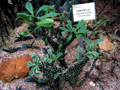 ​有毒的麒麟掌，你会不会养？