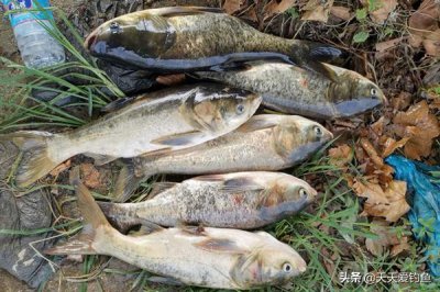 ​野钓鲢鳙绝杀技巧：两张图，看懂钓鲢鳙核心招数，手竿抛竿都适用