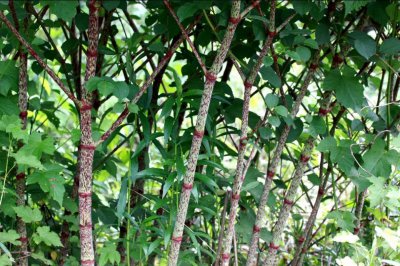​植物图鉴：虎杖