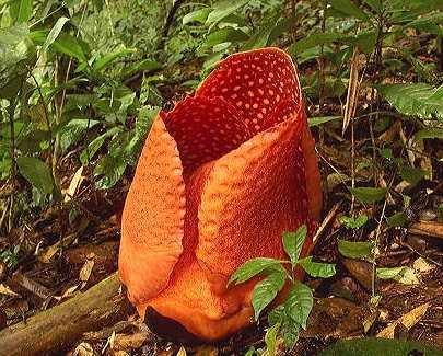 植物图集：食人花