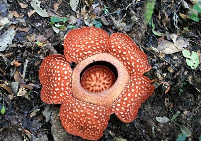 植物图集：食人花