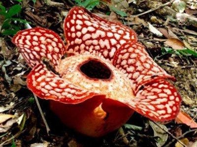 ​植物图集：食人花
