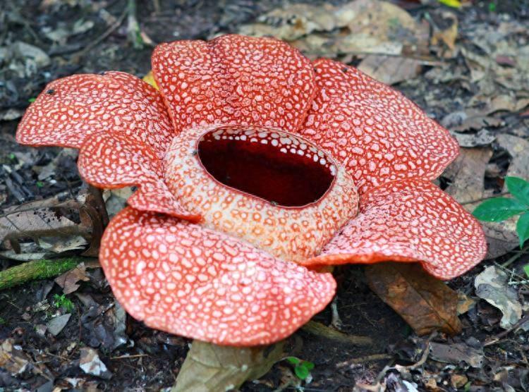 植物图集：食人花