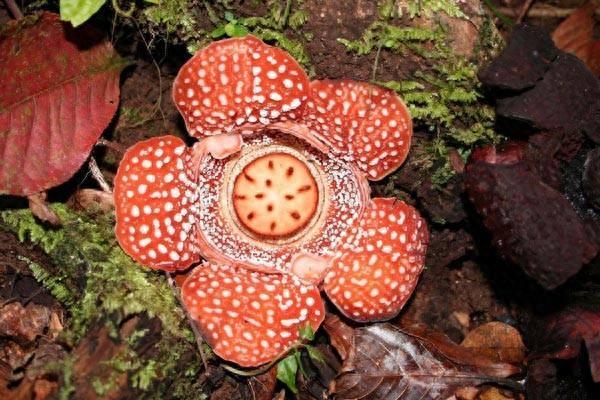 植物图集：食人花
