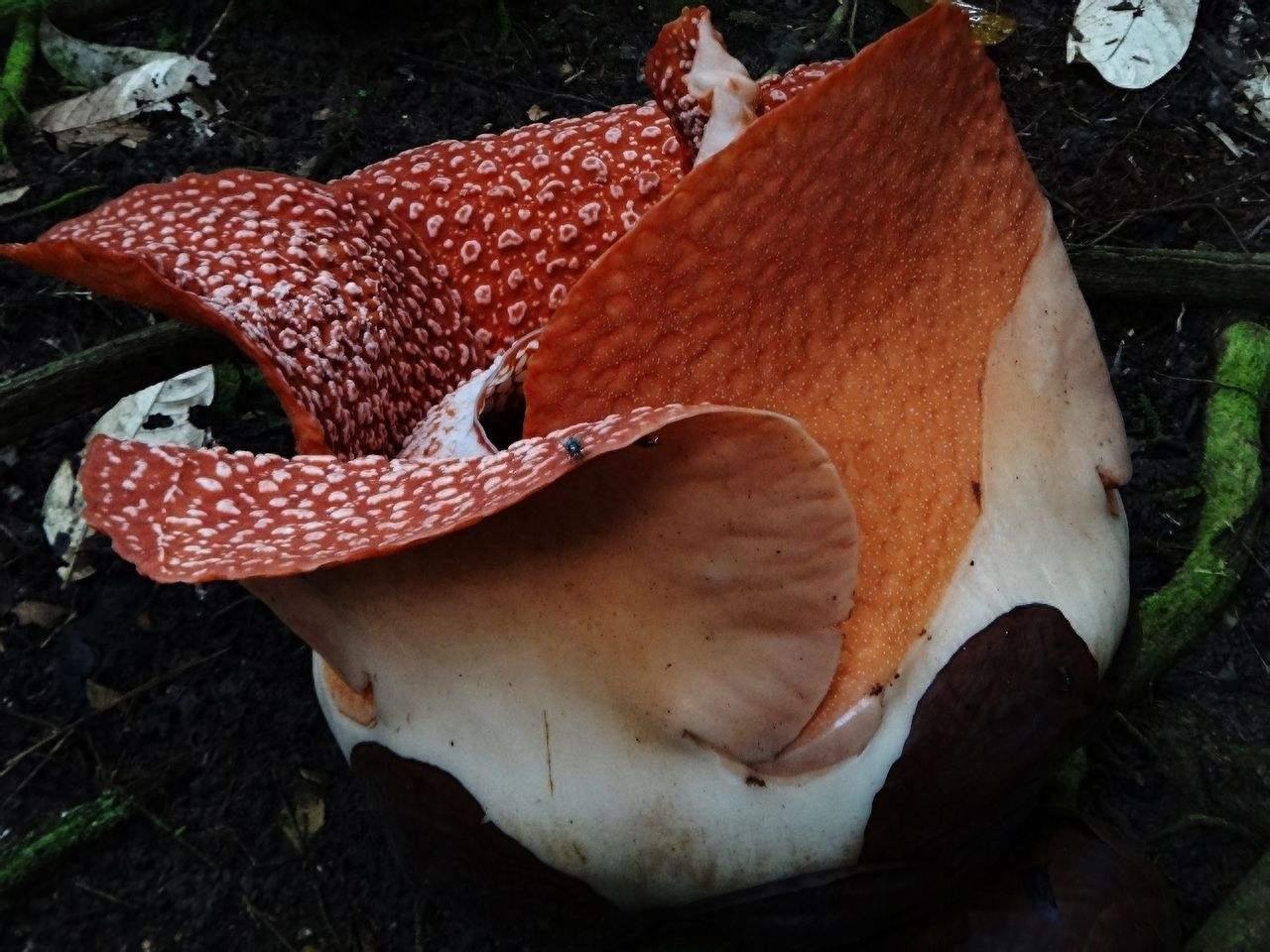 植物图集：食人花