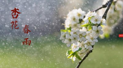 ​杏花春雨江南-赏析古典诗词里的杏花之三