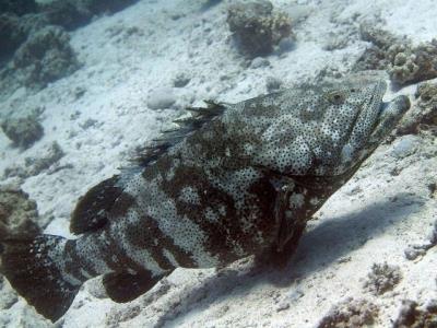 看图识鱼：盘点海洋世界各种鱼类，你认识几种？（石斑鱼篇）