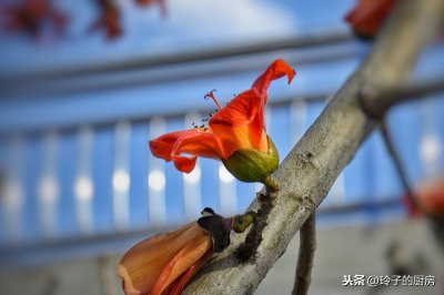 ​攀枝花还可以吃？这样做攀枝花很多吃货一吃就上瘾
