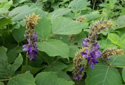 ​葛花，又称葛条花、葛藤花，有4大作用，价值极高，农民要了解！